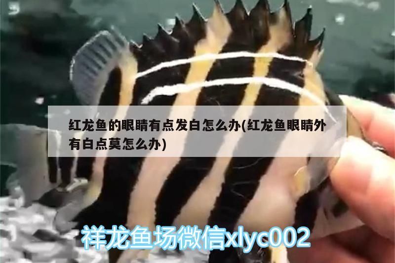 紅龍魚(yú)的眼睛有點(diǎn)發(fā)白怎么辦(紅龍魚(yú)眼睛外有白點(diǎn)莫怎么辦)