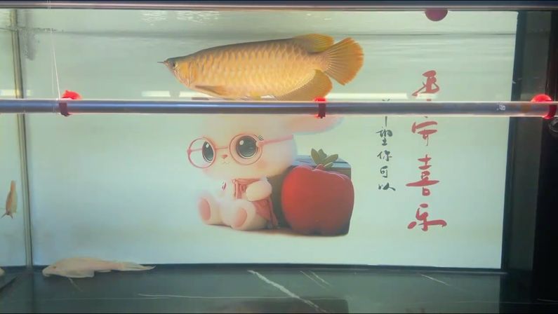 鸚鵡魚和銀龍魚混養(yǎng)怎樣喂食 2700K側(cè)燈第一天 龍魚論壇 2700K側(cè)燈第一天 2700K側(cè)燈第一天 龍魚論壇
