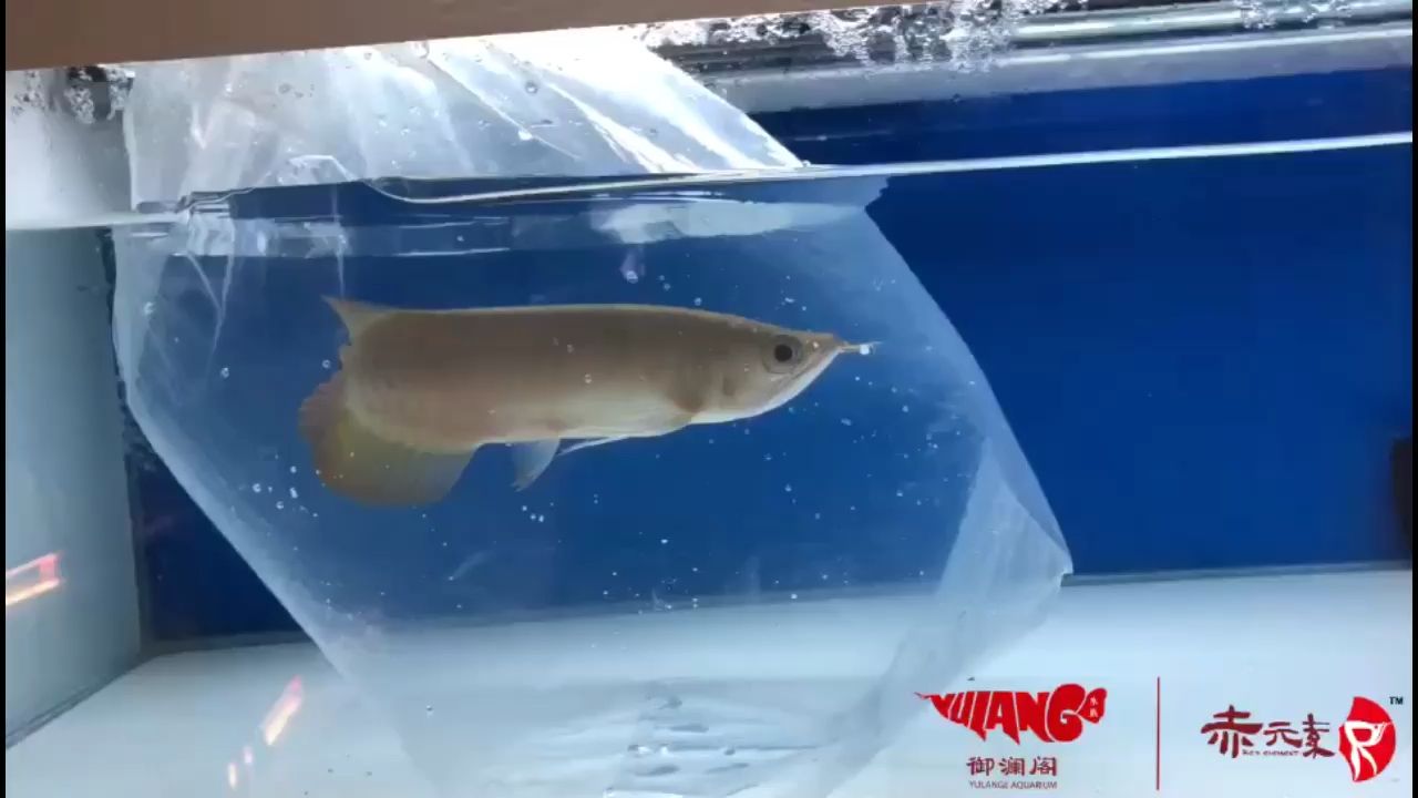 防城港觀賞魚市場赤元素珍品紅龍出發上海