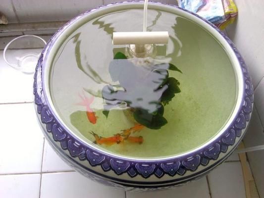 金華可麗愛魚缸專賣店，打造您的水族藝術殿堂