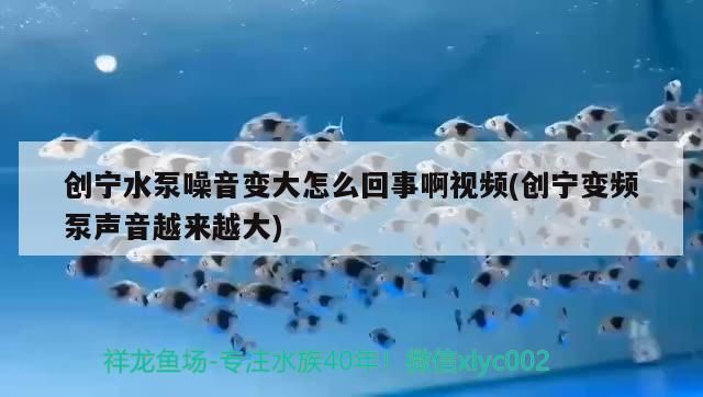 魚缸過濾器選購指南:自制魚缸過濾器魚缸上置過濾器對于養魚愛好者的必備知識 創寧水泵噪音變大怎么回事啊視頻(創寧變頻泵聲音越來越大) 創寧水族 創寧水泵噪音變大怎么回事啊視頻(創寧變頻泵聲音越來越大) 創寧水泵噪音變大怎么回事啊視頻(創寧變頻泵聲音越來越大) 創寧水族