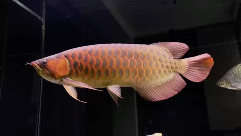 唯美畫面 唯美畫面 龍魚論壇
