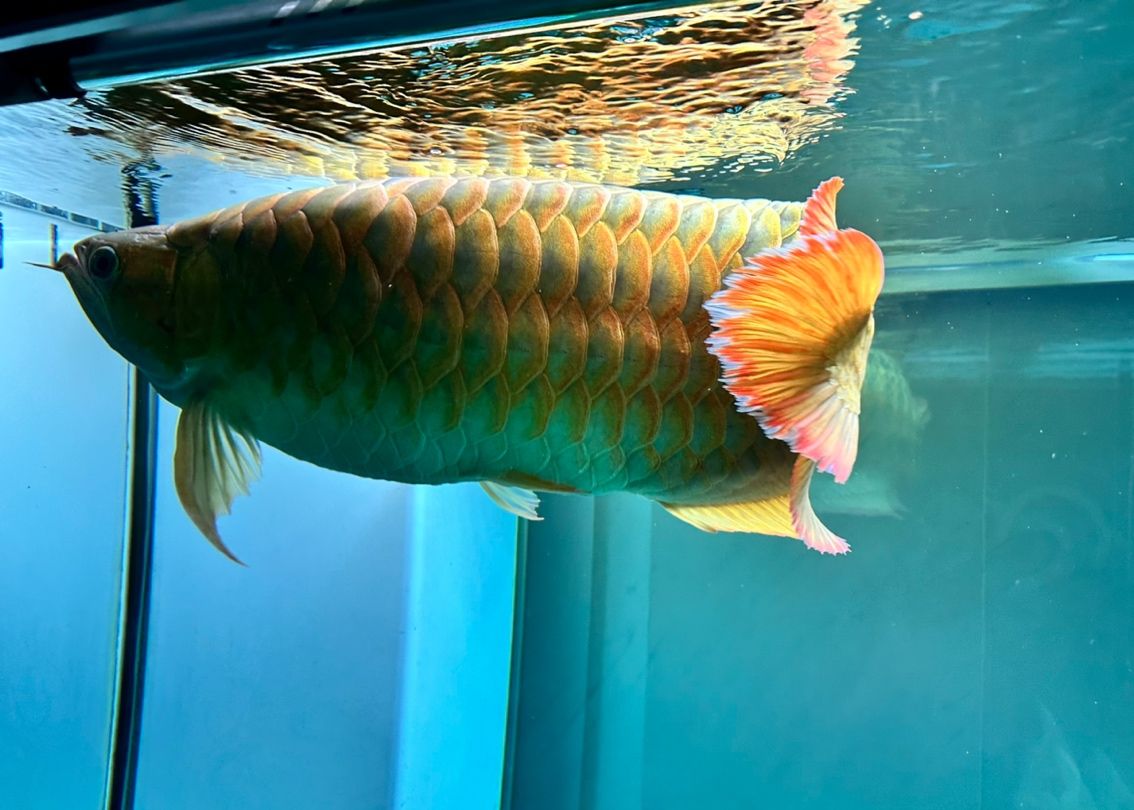 4歲，70公分的萬吉紅龍