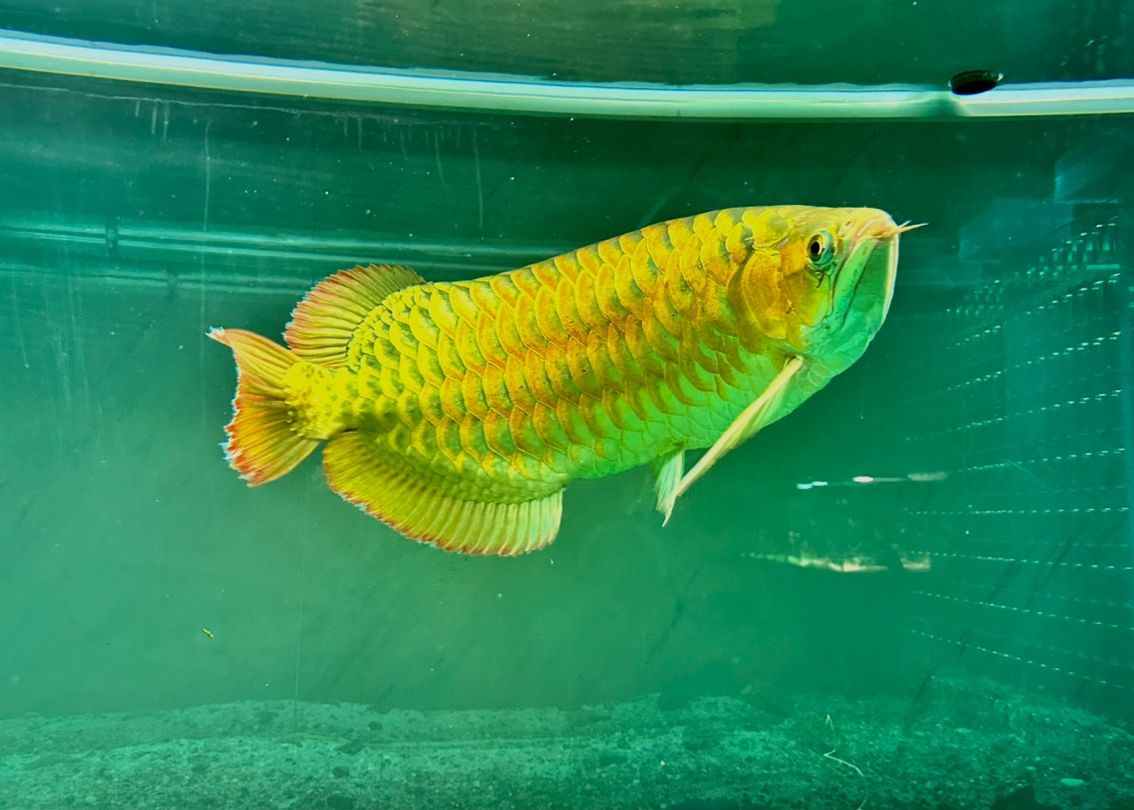 如何預防雷龍魚死亡,如何預防雷龍魚的死亡 龍魚百科 第2張 如何預防雷龍魚死亡,如何預防雷龍魚的死亡 如何預防雷龍魚死亡,如何預防雷龍魚的死亡 龍魚百科 第2張