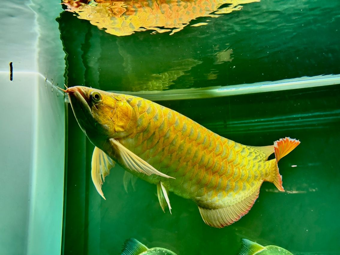 4歲，70公分的萬吉紅龍