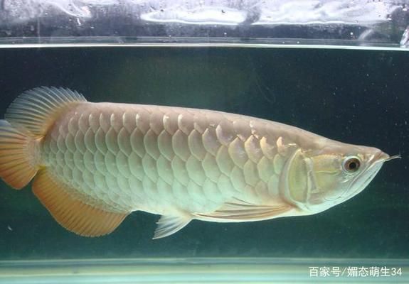 紅龍魚跟銀龍混養好不好養：混養紅龍魚和銀龍魚可行嗎？ 紅龍魚跟銀龍混養好不好養：混養紅龍魚和銀龍魚可行嗎？ 紅龍魚百科 第3張
