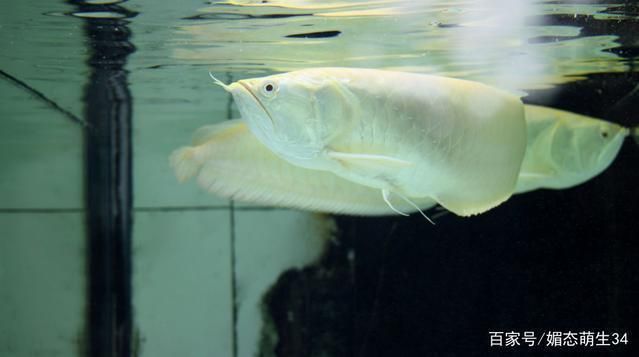 紅龍魚跟銀龍混養好不好養：混養紅龍魚和銀龍魚可行嗎？ 紅龍魚跟銀龍混養好不好養：混養紅龍魚和銀龍魚可行嗎？ 紅龍魚百科 第5張
