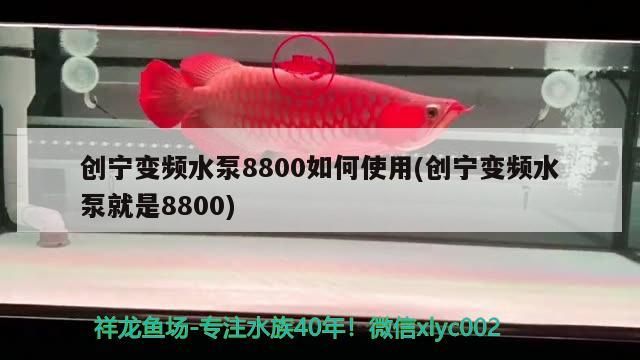創寧變頻水泵8800如何使用(創寧變頻水泵就是8800) 創寧變頻水泵8800如何使用(創寧變頻水泵就是8800) 創寧水族