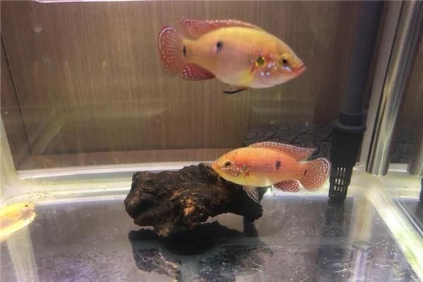 玉雕金龍魚寓意著什么意思：玉雕金龍魚，祥瑞之韻，福澤之象