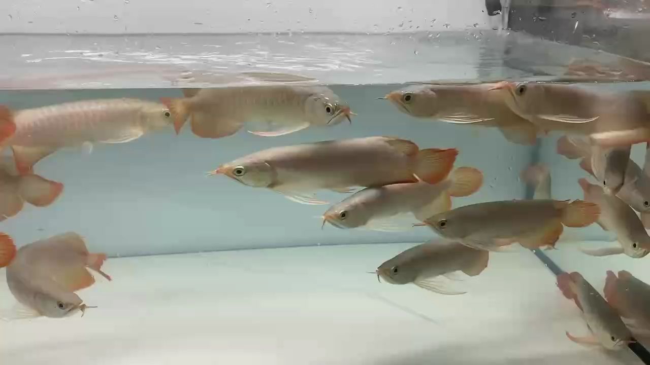 給大魚缸換水的作文:體驗給大魚缸換水的樂趣:體驗給大魚缸換水:給大魚缸換水的作文 一缸高階級超選苗 龍魚論壇 一缸高階級超選苗 一缸高階級超選苗 龍魚論壇
