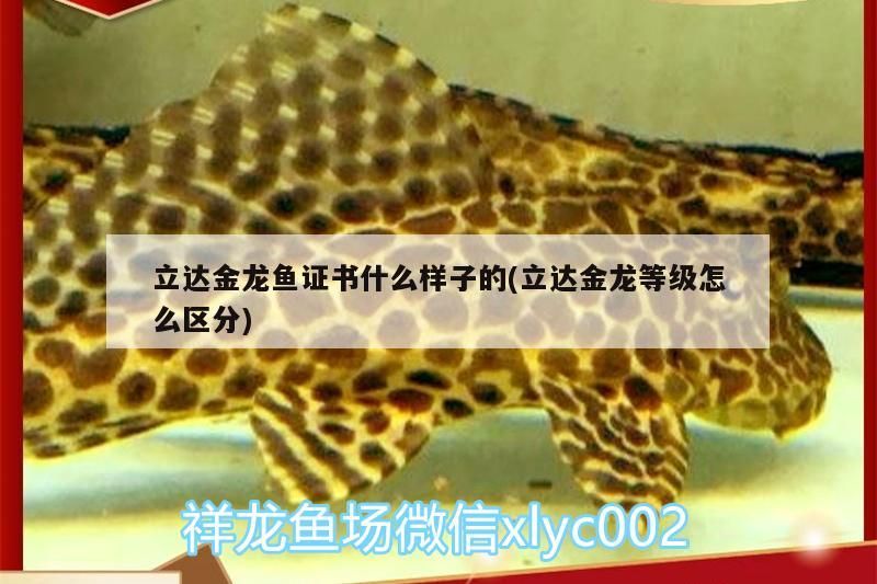 立達金龍魚證書什么樣子的(立達金龍等級怎么區分) 立達金龍魚證書什么樣子的(立達金龍等級怎么區分) 立達金龍魚
