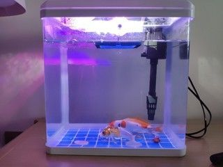 yee牌魚缸和森森怎么樣：yee牌魚缸和森森魚缸的比較 yee牌魚缸和森森怎么樣：yee牌魚缸和森森魚缸的比較 yee 第1張