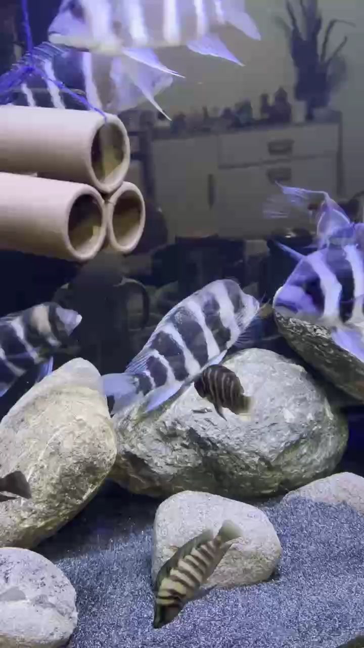 你是春發(fā)嗎 你是春發(fā)嗎 龍魚論壇