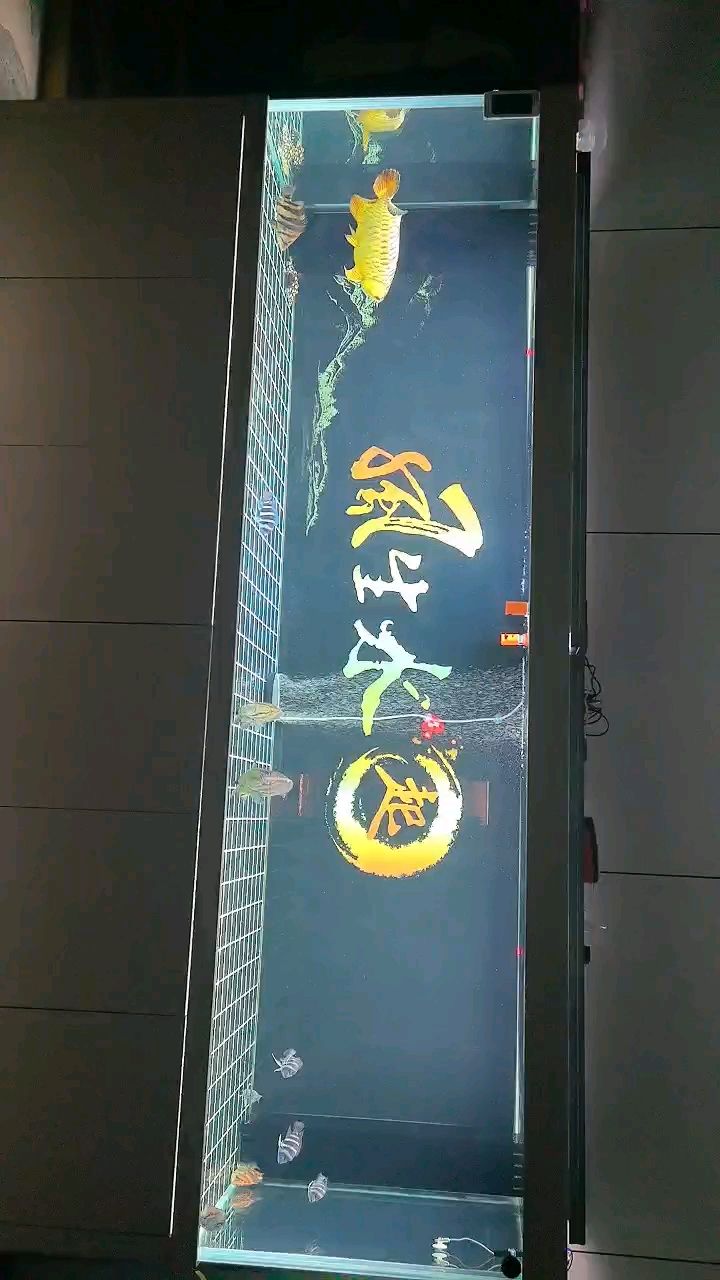 大缸大龍
