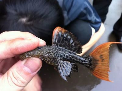 魚龍的四肢，演化成完美游泳工具的奇妙構造
