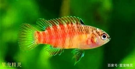 龍魚哆嗦發(fā)抖怎么回事