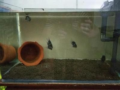 80的魚缸養多少條慈鯛