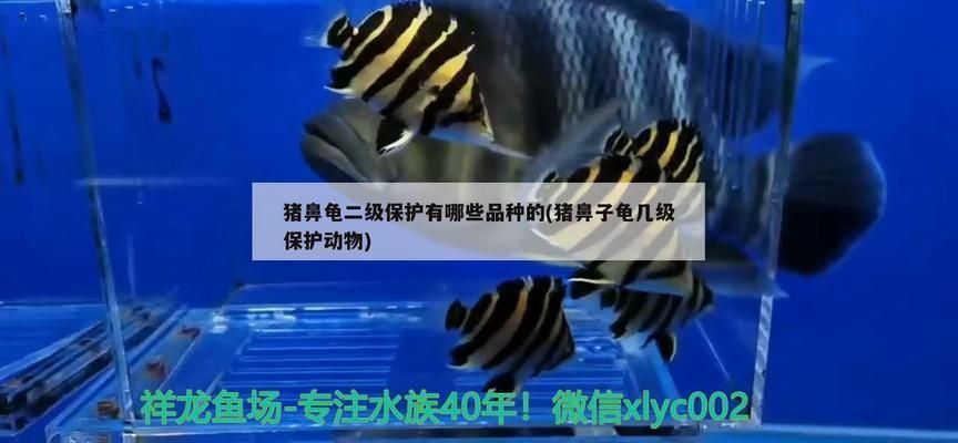 豬鼻龜有幾種品種：豬鼻龜?shù)钠贩N簡介:豬鼻龜?shù)钠贩N簡介:豬鼻龜
