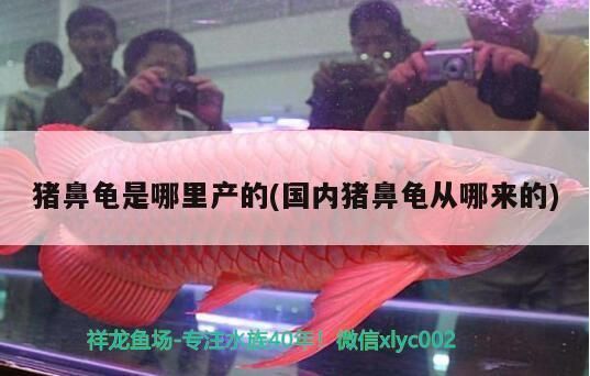 豬鼻龜有幾種品種：豬鼻龜?shù)钠贩N簡介:豬鼻龜?shù)钠贩N簡介:豬鼻龜