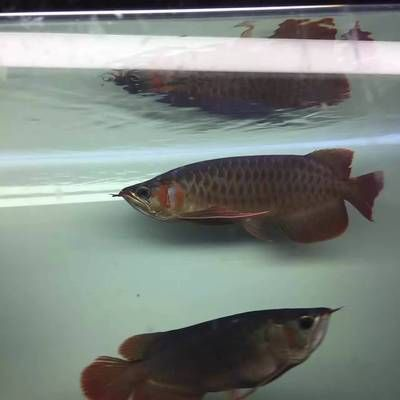 紅龍魚的發色和喂食與燈光的關系：紅龍魚的飼養技術