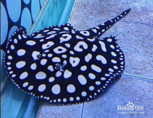 魚龍是指什么動物生肖？揭秘古代傳說中的神秘生物 魚龍是指什么動物生肖？揭秘古代傳說中的神秘生物 龍魚百科 第2張