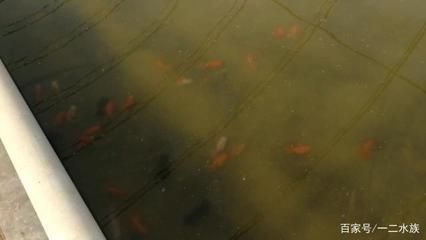 觀賞魚繁育基地(河南省開封市觀賞魚繁育基地觀賞魚繁育技術(shù)概覽觀賞魚繁育基地) 武吉美拉金龍魚 第1張 觀賞魚繁育基地(河南省開封市觀賞魚繁育基地觀賞魚繁育技術(shù)概覽觀賞魚繁育基地) 觀賞魚繁育基地(河南省開封市觀賞魚繁育基地觀賞魚繁育技術(shù)概覽觀賞魚繁育基地) 武吉美拉金龍魚 第1張