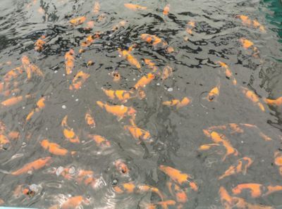 觀賞魚繁育基地(河南省開封市觀賞魚繁育基地觀賞魚繁育技術(shù)概覽觀賞魚繁育基地) 武吉美拉金龍魚 第3張 觀賞魚繁育基地(河南省開封市觀賞魚繁育基地觀賞魚繁育技術(shù)概覽觀賞魚繁育基地) 觀賞魚繁育基地(河南省開封市觀賞魚繁育基地觀賞魚繁育技術(shù)概覽觀賞魚繁育基地) 武吉美拉金龍魚 第3張
