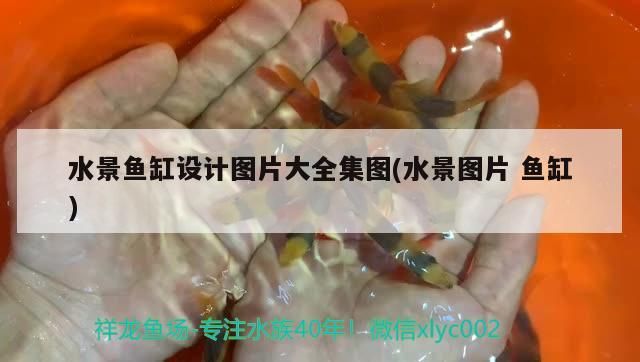 水景魚缸設計圖片大全集圖(水景圖片魚缸)