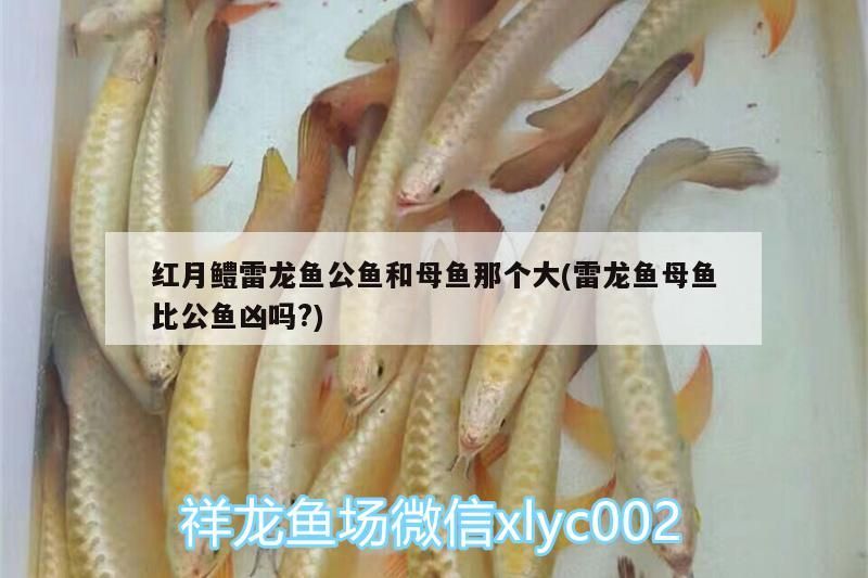 銀龍魚的牙（銀龍魚牙圖片高清） 銀龍魚的牙（銀龍魚牙圖片高清） 帝龍漁業