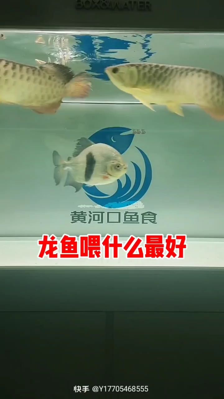龍魚喂什么食物最好（一）