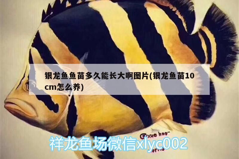 銀龍魚魚苗多久能長大啊圖片(銀龍魚苗10cm怎么養(yǎng))