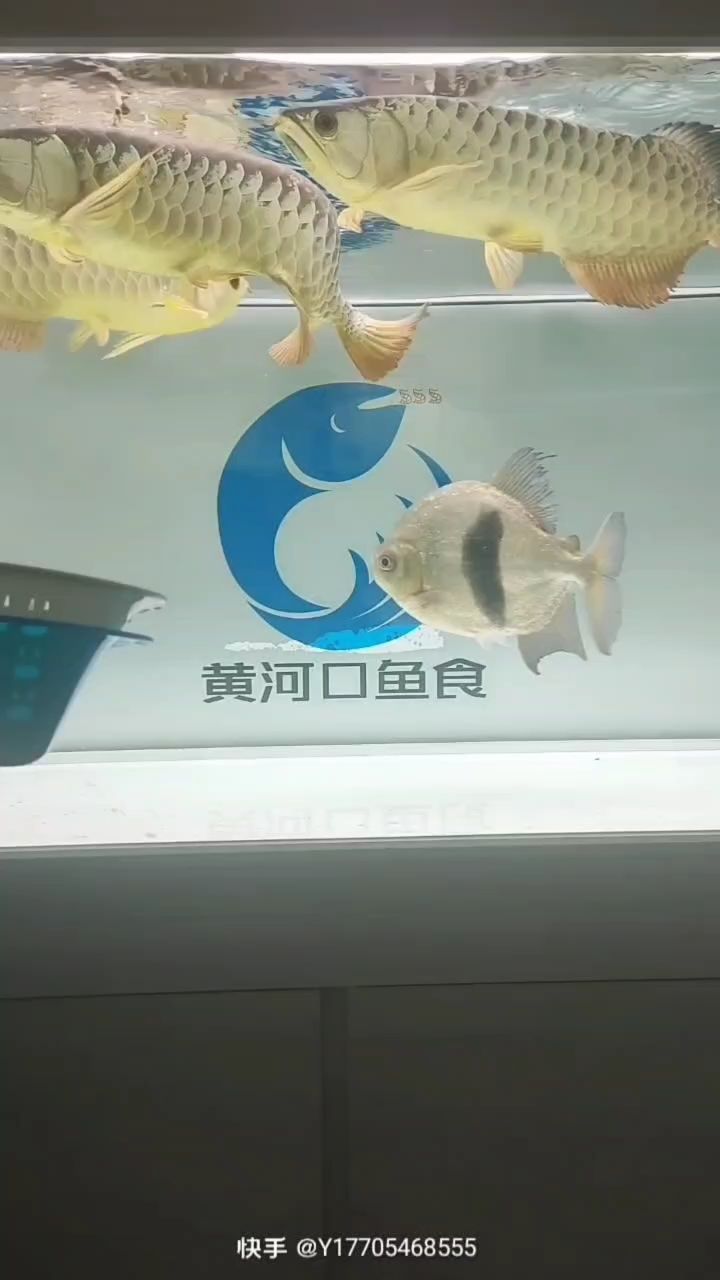 龍魚喂什么食物最好（二）
