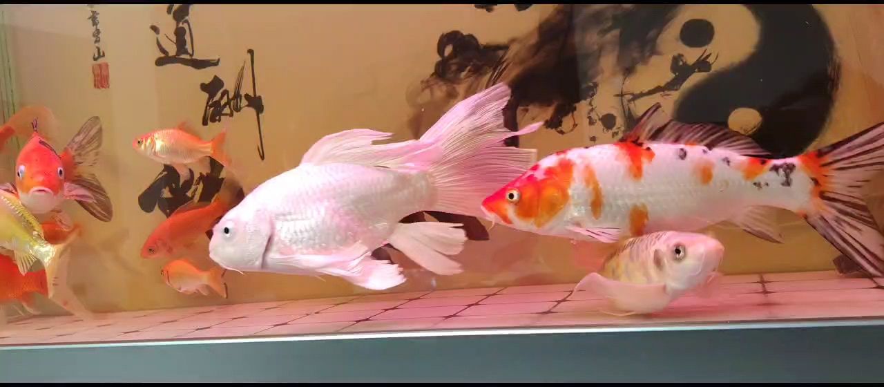 今晚魚兒特精神 今晚魚兒特精神 龍魚論壇
