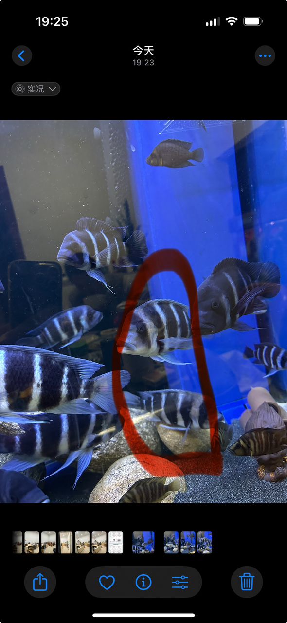 什么品種 什么品種 龍魚論壇 第1張