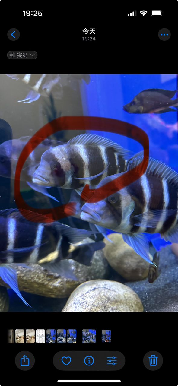 什么品種 什么品種 龍魚論壇 第2張