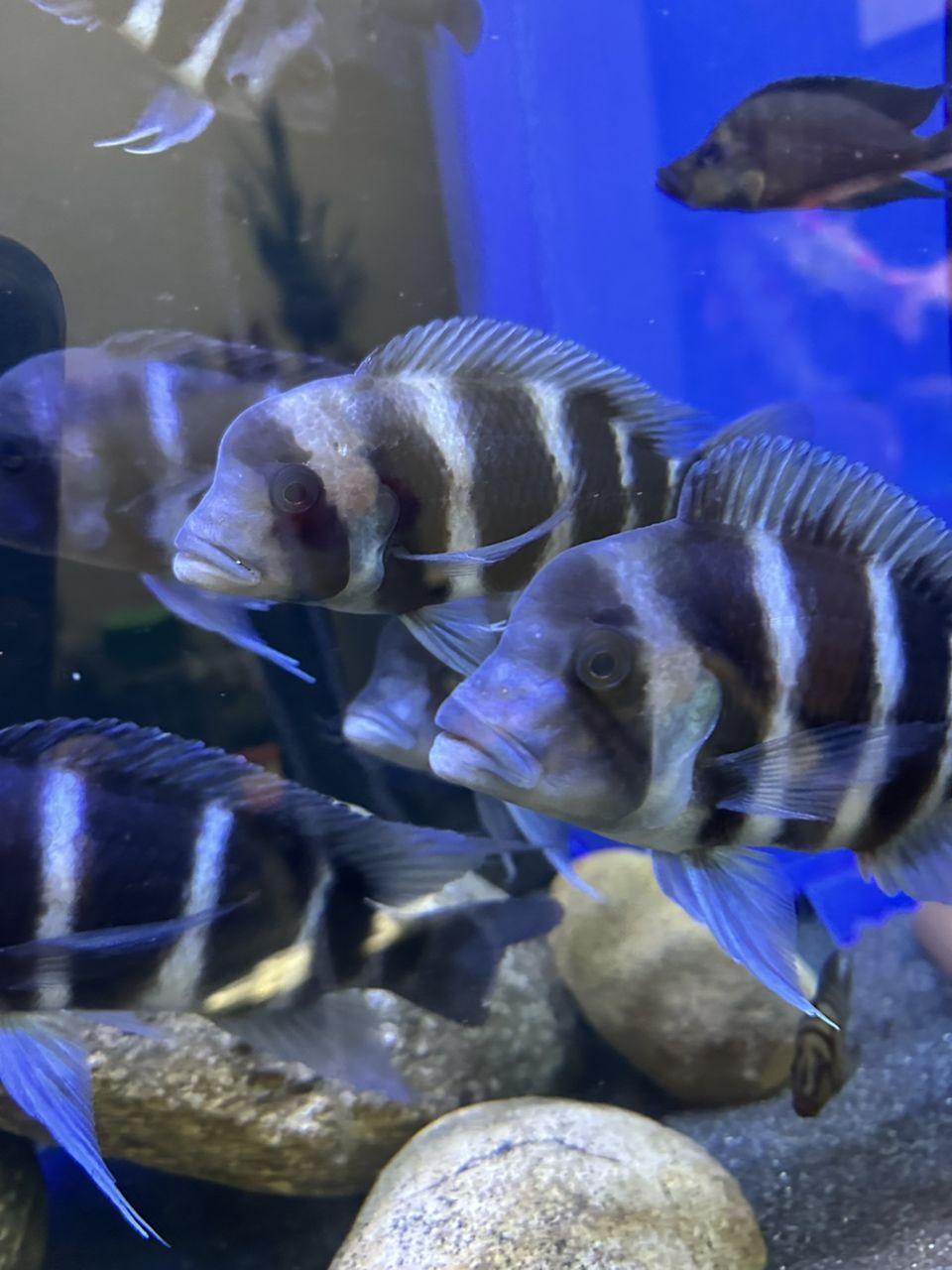 什么品種 什么品種 龍魚論壇 第3張