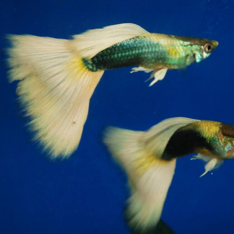 觀賞魚實體店價格貴（觀賞魚實體店價格）