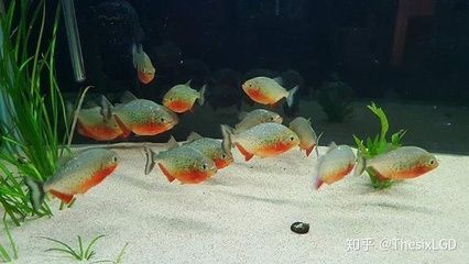 虎魚什么背景發色：如果你想讓你的虎魚發色更好，可以選擇白色或藍色的背景 虎魚什么背景發色：如果你想讓你的虎魚發色更好，可以選擇白色或藍色的背景 虎魚百科 第1張