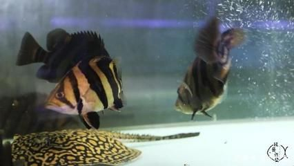 虎魚什么背景發色：如果你想讓你的虎魚發色更好，可以選擇白色或藍色的背景 虎魚什么背景發色：如果你想讓你的虎魚發色更好，可以選擇白色或藍色的背景 虎魚百科 第2張
