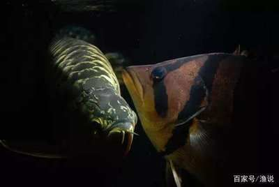 虎魚什么背景發色：如果你想讓你的虎魚發色更好，可以選擇白色或藍色的背景 虎魚什么背景發色：如果你想讓你的虎魚發色更好，可以選擇白色或藍色的背景 虎魚百科 第3張
