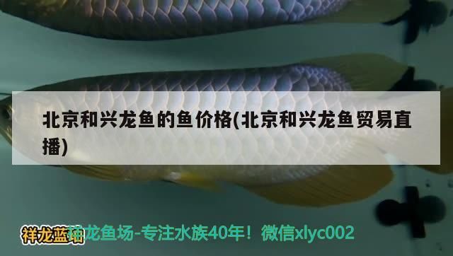 北京和興龍魚的魚價格(北京和興龍魚貿易直播) 北京和興龍魚的魚價格(北京和興龍魚貿易直播) 和興紅龍