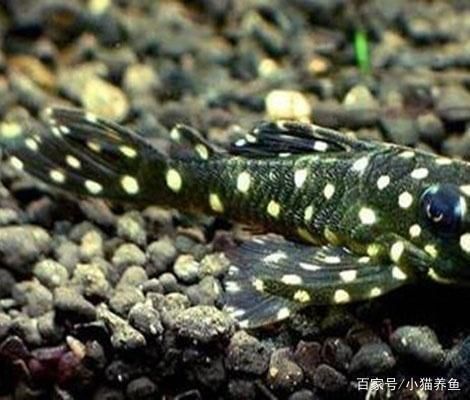 魚龍入水浩無涯中的數字密碼，一場跨越千年的文化解碼
