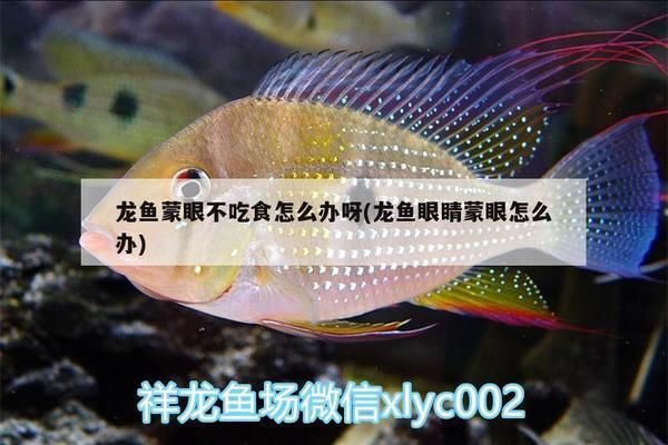 元寶鳳凰魚不吃食：元寶鳳凰魚不吃食可能是由多種因素引起的