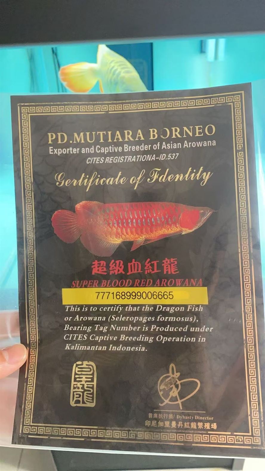 求助一下這個證書的魚真呢查詢真偽啊， 求助一下這個證書的魚真呢查詢真偽啊， 龍魚論壇