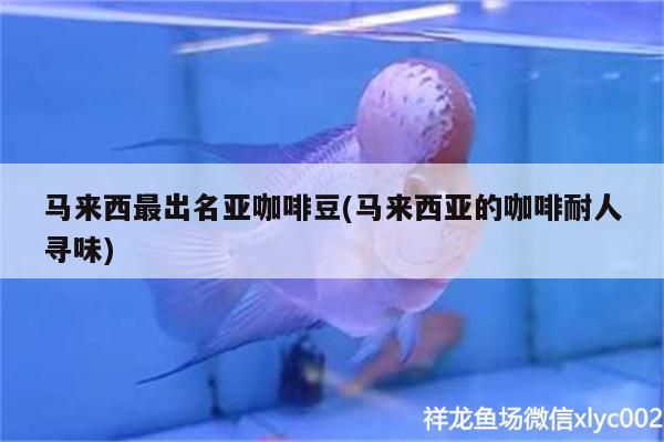 馬來西最出名亞咖啡豆(馬來西亞的咖啡耐人尋味) 馬來西最出名亞咖啡豆(馬來西亞的咖啡耐人尋味) 馬來西亞咖啡