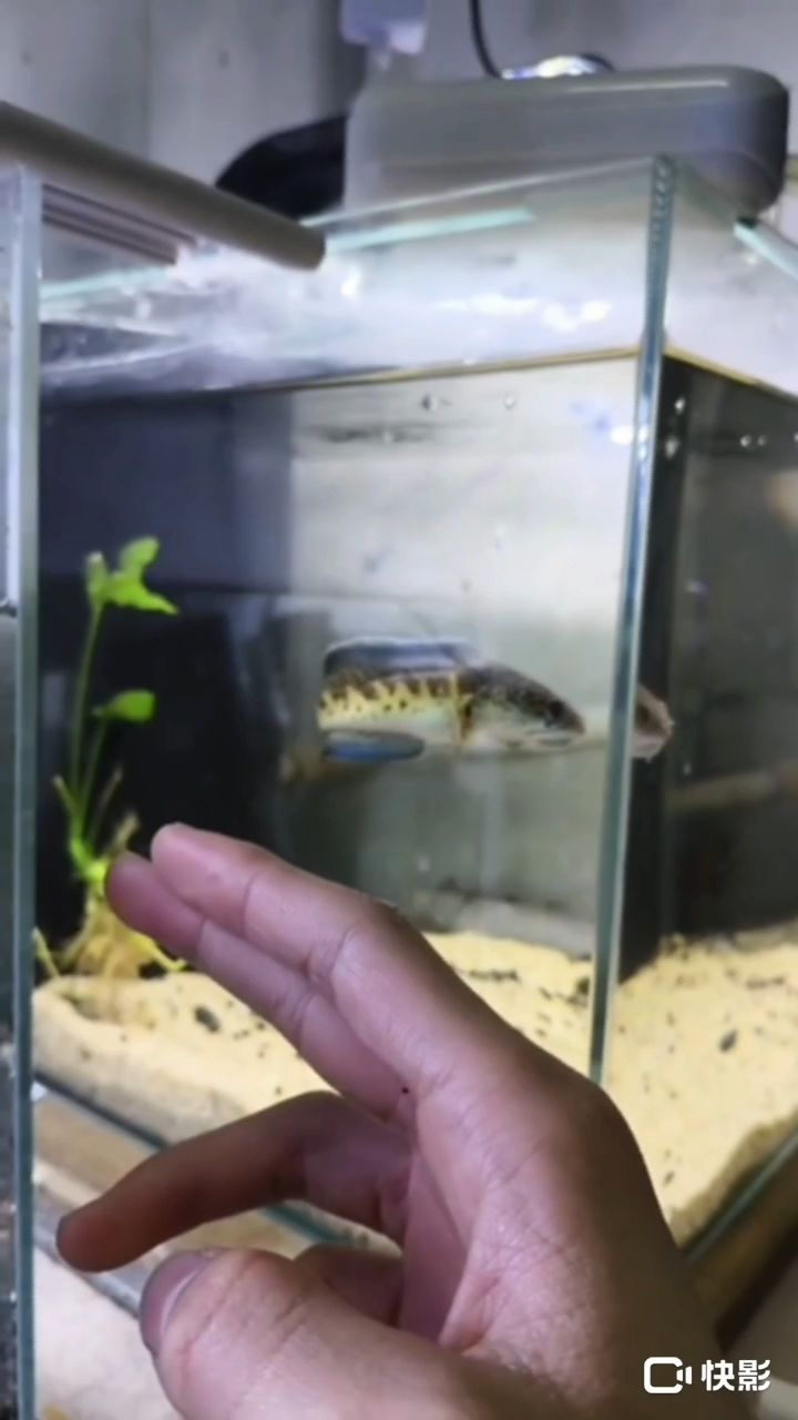 不想玩了，出魚買魚送魚缸。黃金眼鏡蛇 不想玩了，出魚買魚送魚缸。黃金眼鏡蛇 龍魚論壇