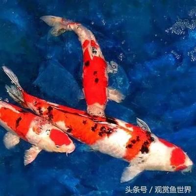 觀賞魚蒙眼怎么治療（觀賞魚蒙眼病怎么辦） 觀賞魚蒙眼怎么治療（觀賞魚蒙眼病怎么辦） 愛龍仕 第3張