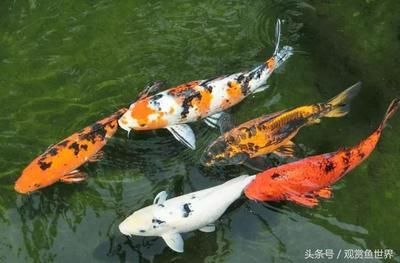 觀賞魚蒙眼怎么治療(觀賞魚蒙眼病怎么辦) 愛龍仕 第4張 觀賞魚蒙眼怎么治療(觀賞魚蒙眼病怎么辦) 觀賞魚蒙眼怎么治療(觀賞魚蒙眼病怎么辦) 愛龍仕 第4張