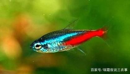 紅綠燈魚繁殖（紅綠燈魚的繁殖方法） 紅綠燈魚繁殖（紅綠燈魚的繁殖方法） 帝龍漁業(yè) 第2張