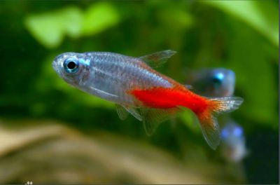 紅綠燈魚繁殖（紅綠燈魚的繁殖方法） 紅綠燈魚繁殖（紅綠燈魚的繁殖方法） 帝龍漁業(yè) 第3張